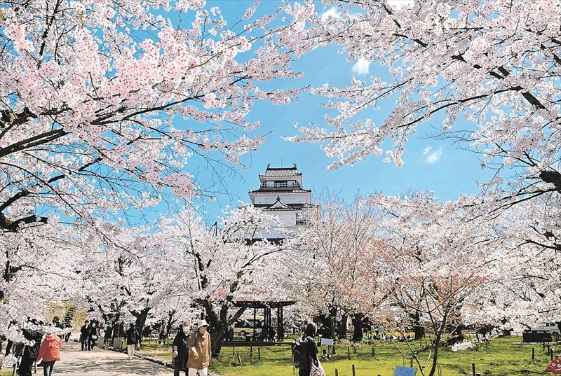 鶴ケ城公園の桜