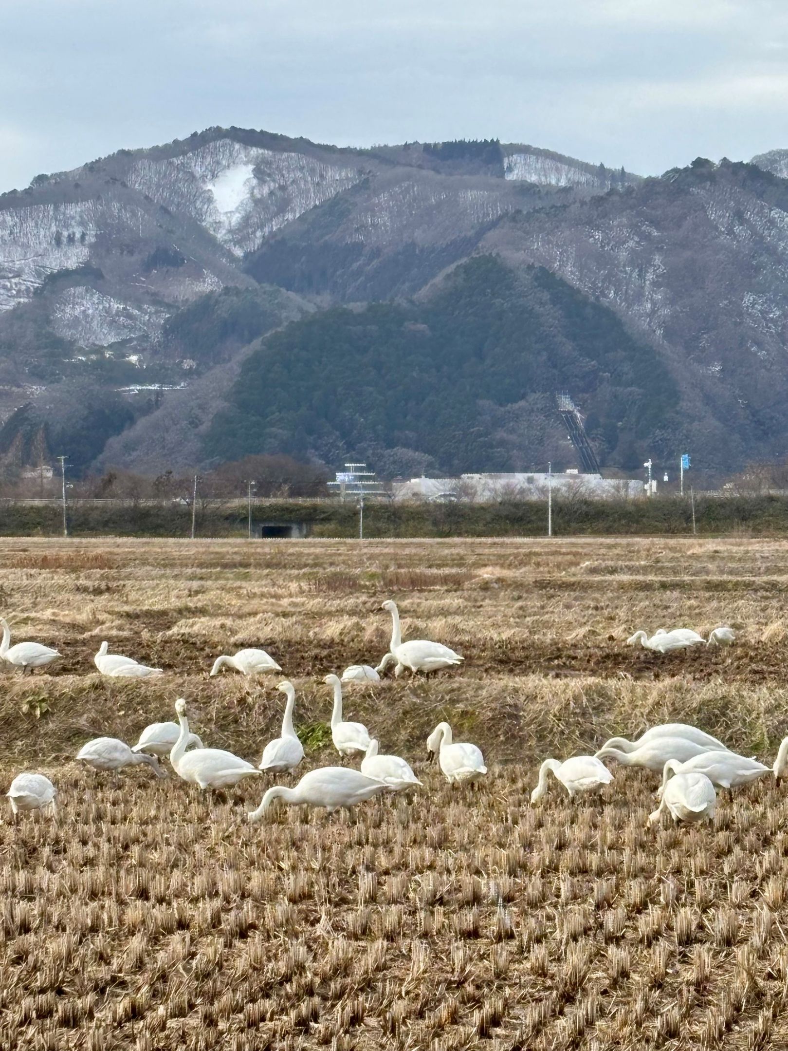 『転入女性のtentenだより』福島の白鳥
