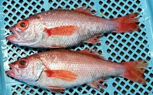 常磐ものノドグロ、６月のメスが一番うまい　福島県水産海洋研究センターが分析結果を公表