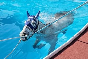 競走馬スイスイ　今季のプール調教終了　いわき