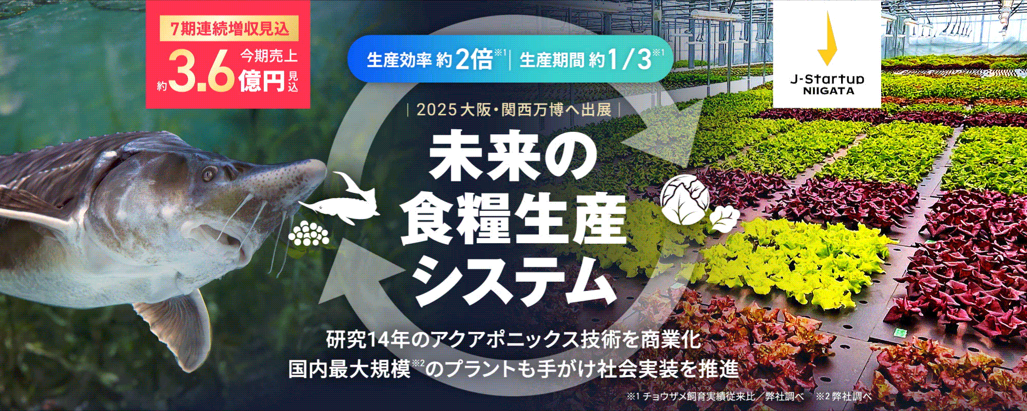 〈7期連続増収見込〉大手が熱視線！研究14年で実現した未来の食糧生産システム「アクアポニックス」。大規模商用プラント全国展開が急加速