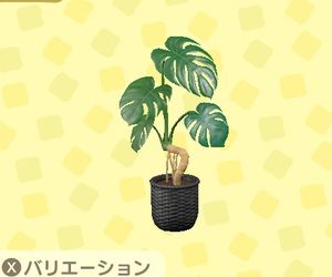 あつ森 モンステラの値段 売値 とリメイク あつまれどうぶつの森 ゲームウィズ