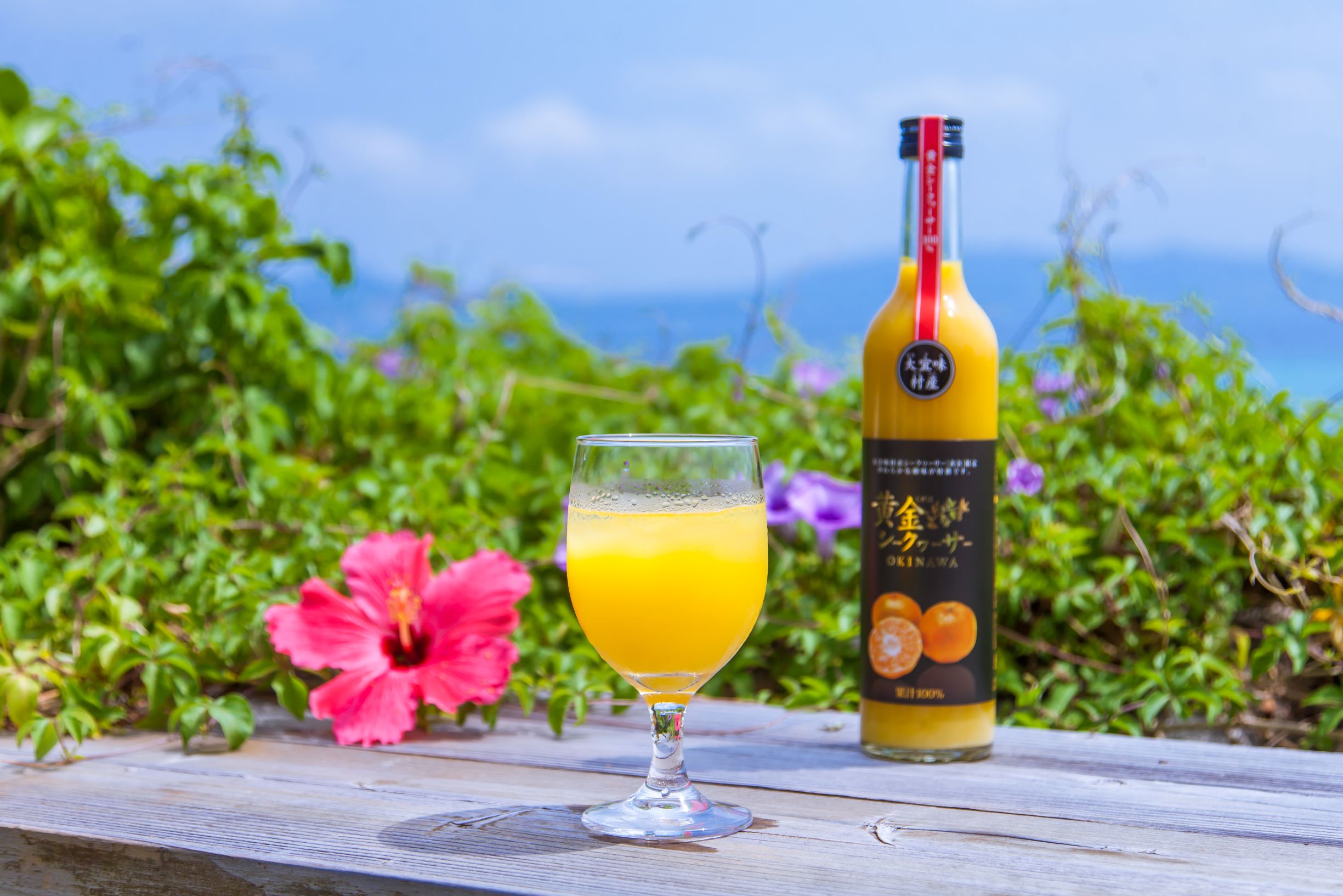 ギフト 黄金シークワーサー 500ml×12セット フルーツジュース - maxsegur.com.br ギフト 黄金シークワーサー 500ml×12セット フルーツジュース - maxsegur.com.br