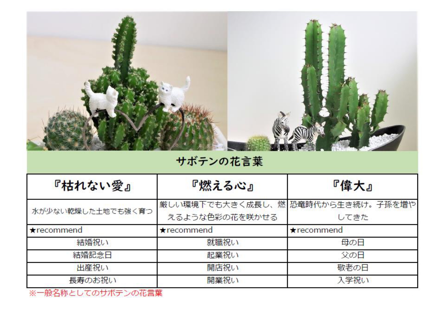サボテン寄せ植えギフト Green Giftのプレゼント ギフト通販 Tanp タンプ