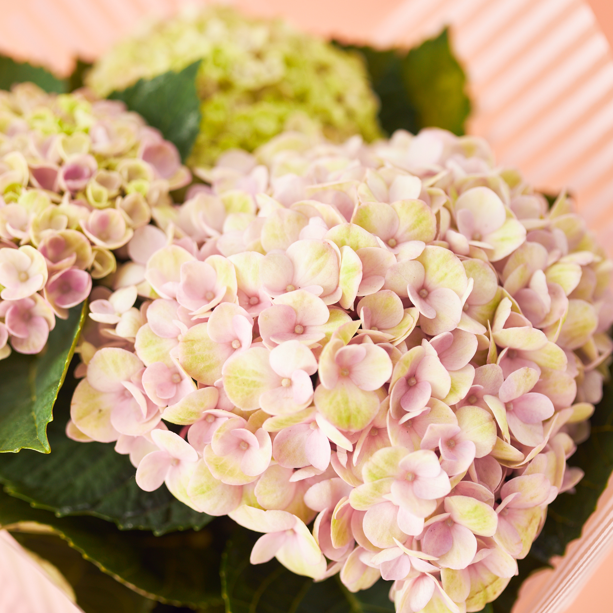 まだ間に合う！最短5/10(日)母の日着！】色の変化を楽しめる紫陽花