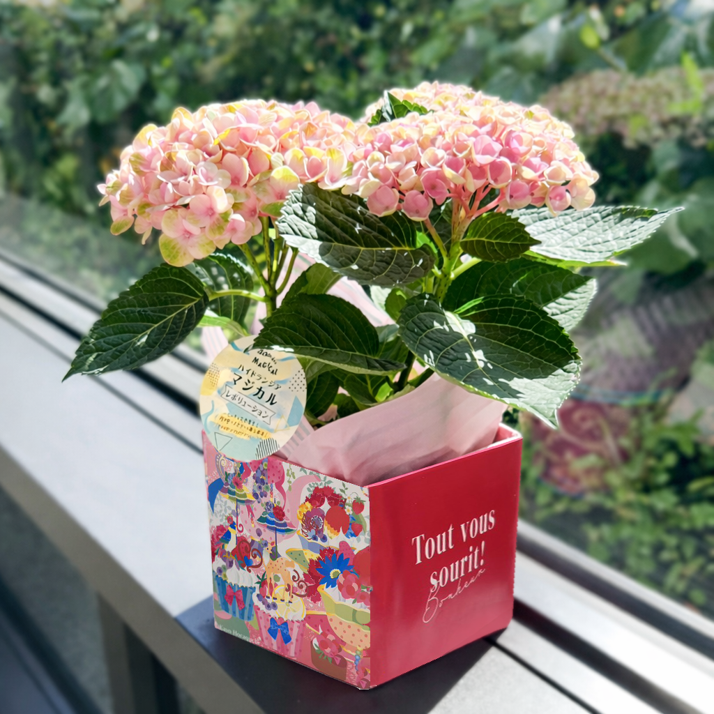 まだ間に合う！最短5/10(日)母の日着！】色の変化を楽しめる紫陽花