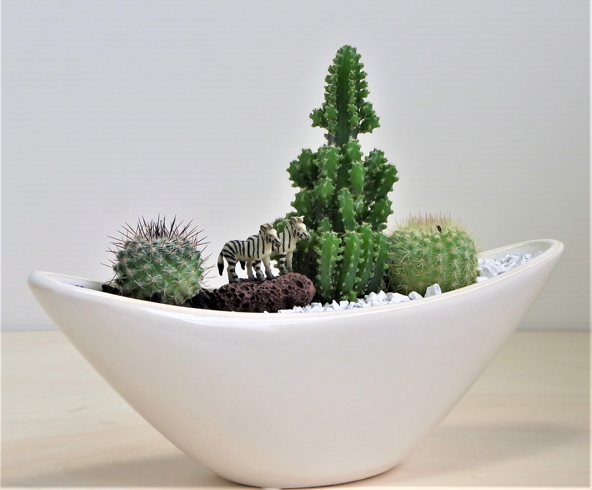 サボテン寄せ植えギフト Green Giftのプレゼント ギフト通販 Tanp タンプ サボテン寄せ植えギフト Green Giftのプレゼント ギフト通販 Tanp タンプ