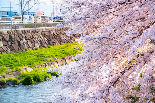 川沿いの桜は満開です