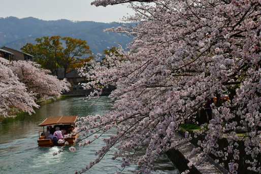 川の上から桜を眺める
