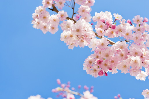 桜