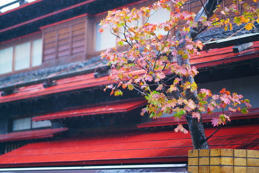 秋の紅葉