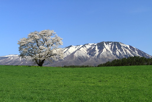 一本桜