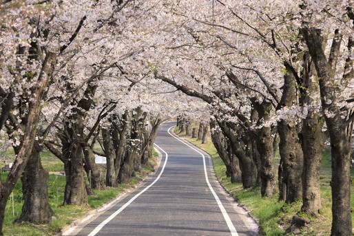千本桜