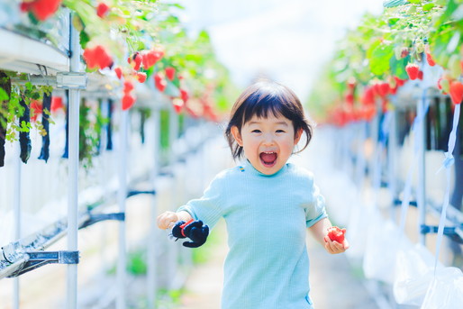 いちご狩りをする子供