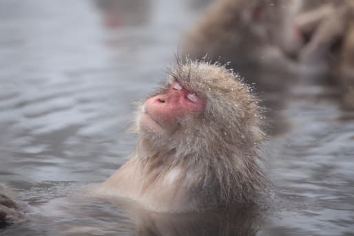 入湯税が免除されることはある？