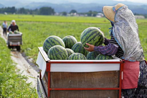 スイカ収穫
