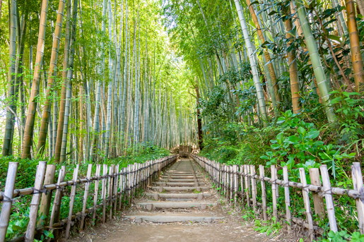 竹林