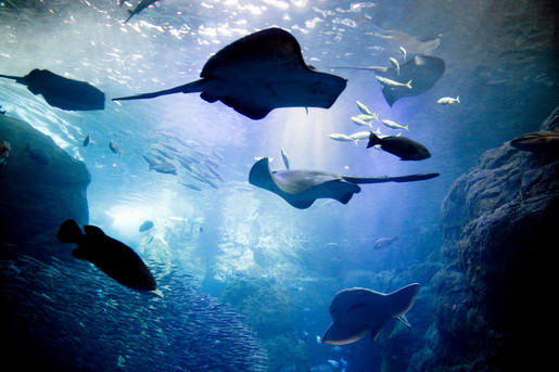 水族館