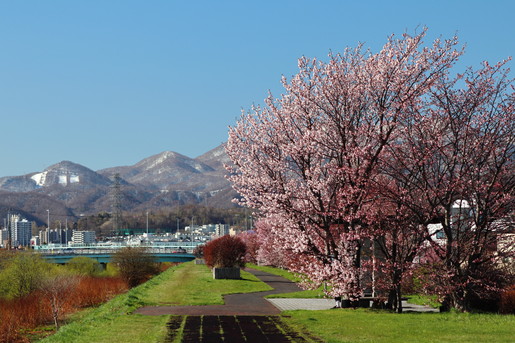 桜