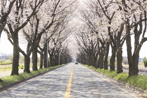桜の通り道