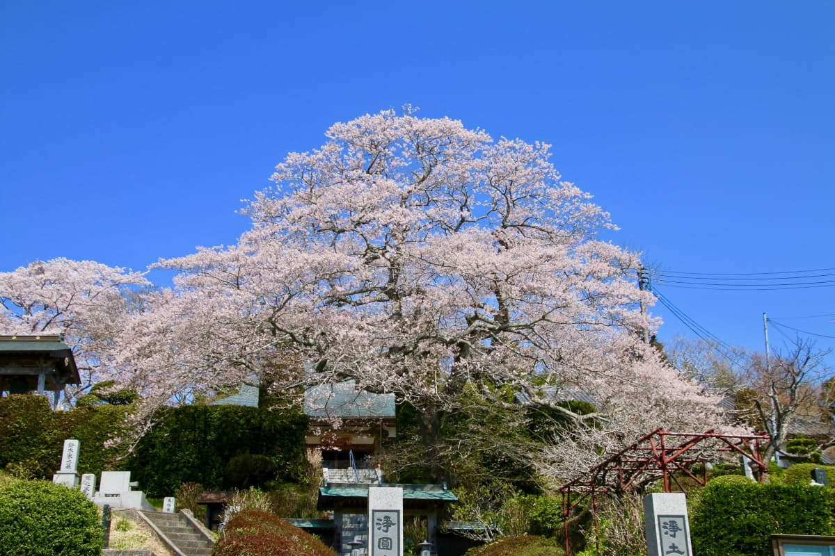 南相馬市の桜