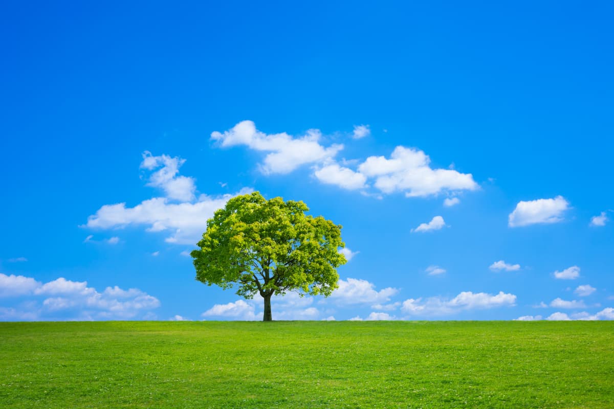 丘の上にある1本の木