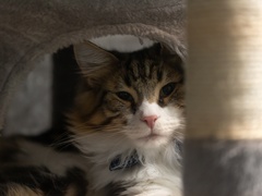 人も愛猫もストレスなく暮らせる平屋の実現です！