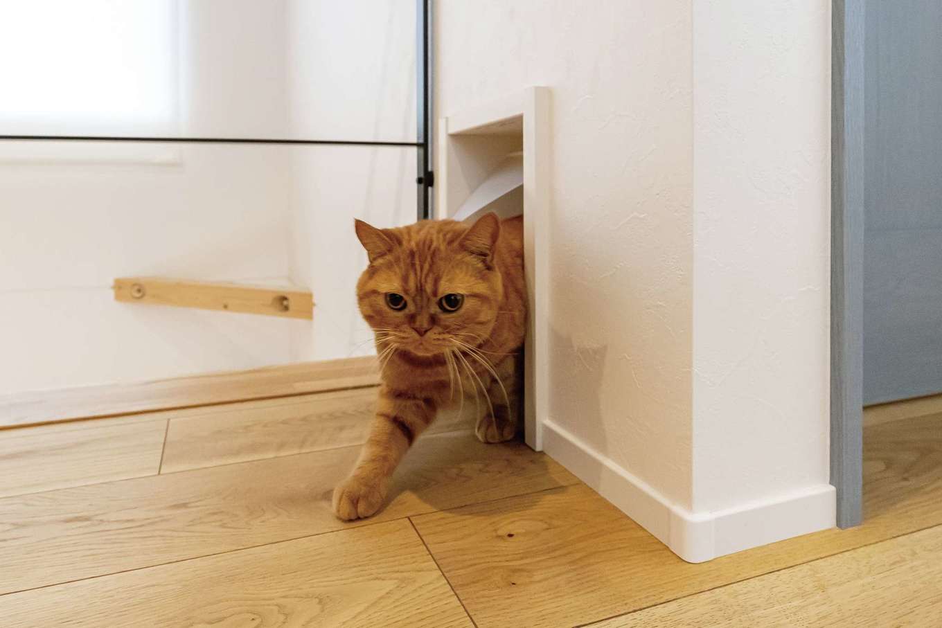 SEVEN HOUSE/セブンハウス【子育て、二世帯住宅、ペット】愛猫ちくわが、家の中を自由に移動できるよう、専用のドアを至るところに配置。人はもちろん、ペットものびのびと暮らせる住まいになっている