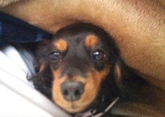 お客さまの写真