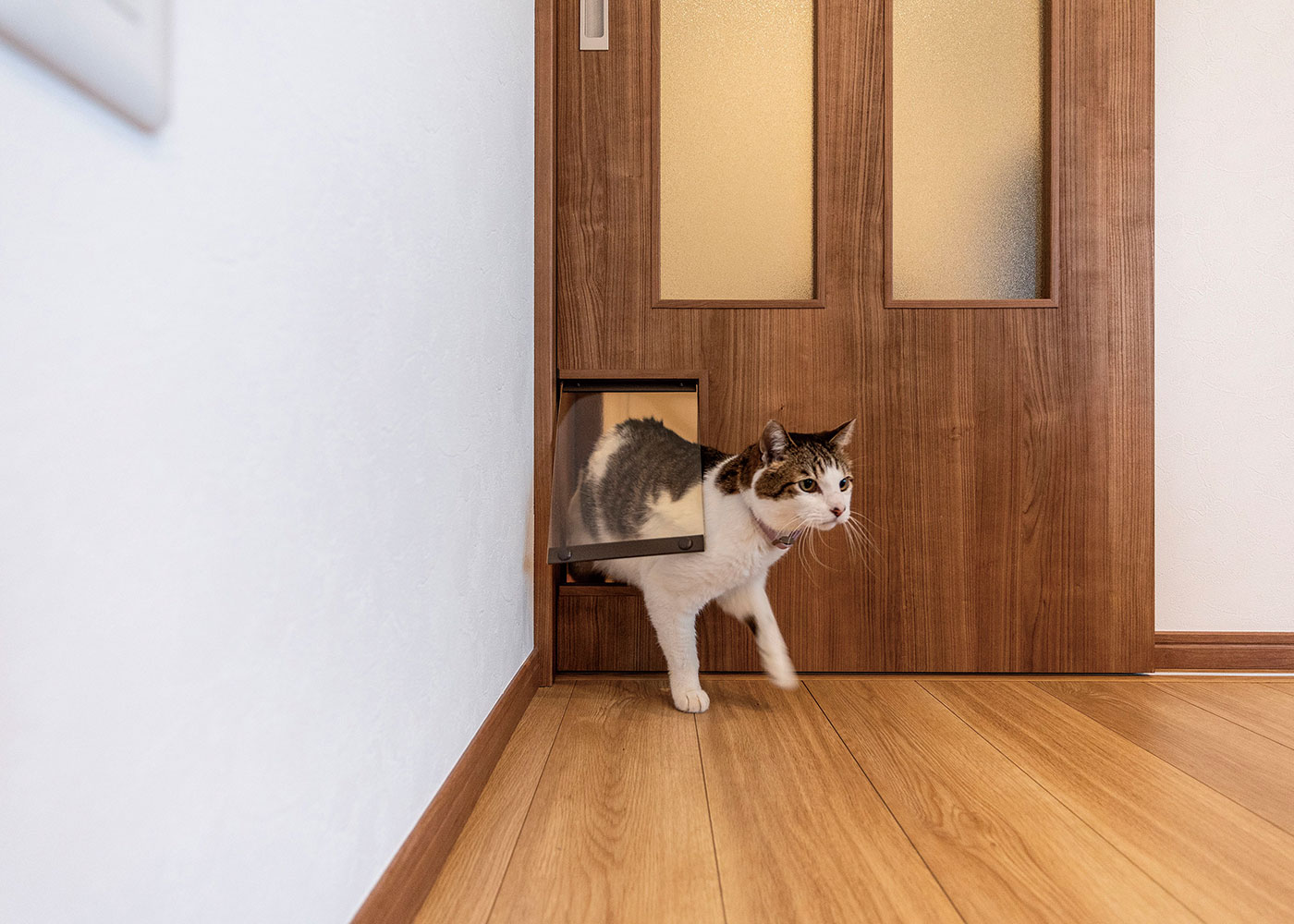 臼幸産業｜長年ともに暮らす愛猫も、自由に家の中を歩き回れるように、すべてのドアにキャットドアを設置している