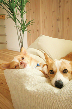 一緒に暮らすペットにもやさしい住環境を提案