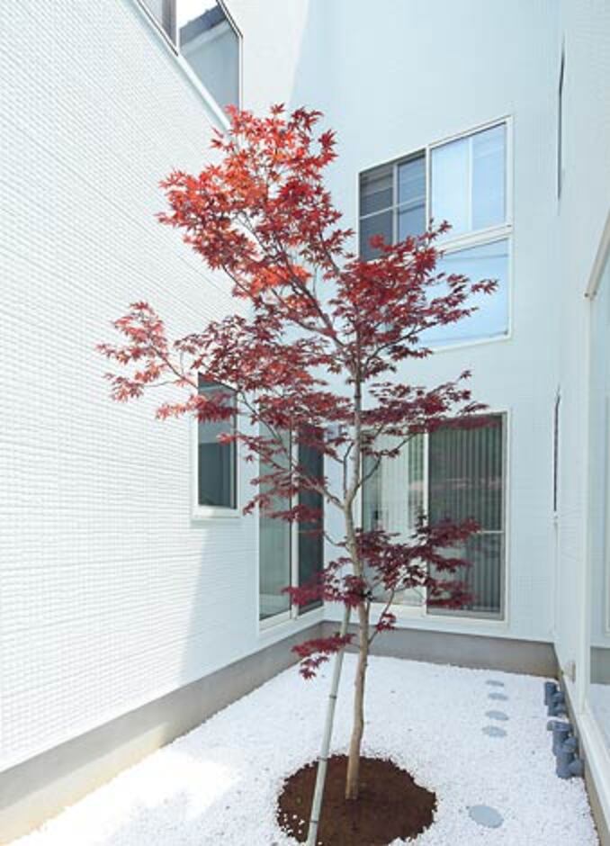 中庭のカエデはこの家のシンボルツリー。コの字型の建物には中庭側に窓をぐるりと設け、外からも中からも景色を楽しめる癒しの空間に