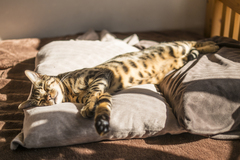 家族の一員🐈ペットと快適に暮らすための工夫のイメージ