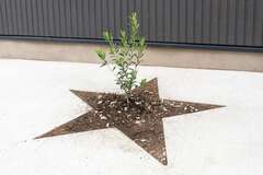 シンボルツリーの成長も楽しみ