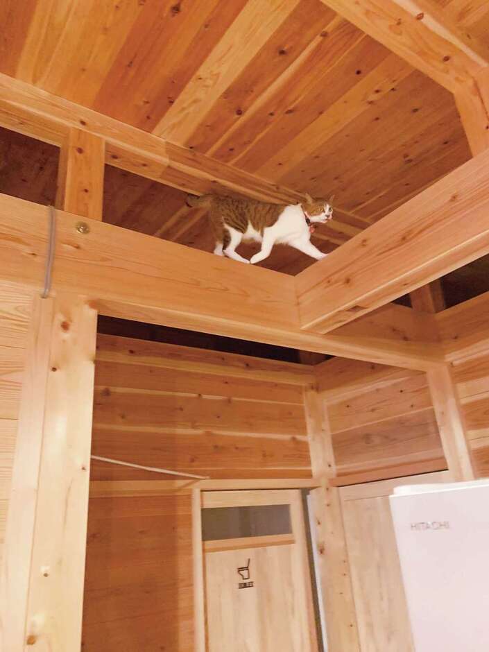 無垢の梁をキャットウォーク代わりに猫ものびのび