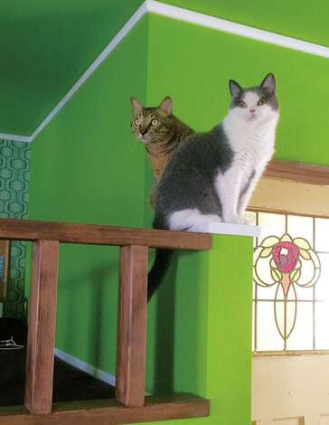 LDK中央のロフトは、猫たちもお気に入りのほっこりスペース