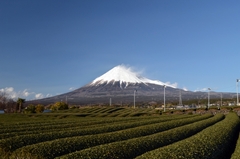 木の家に住もう！地域の補助金～富士市編～のイメージ