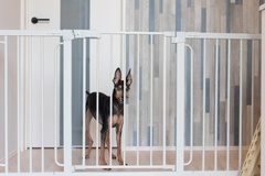 愛犬も安心・安全に暮らせる