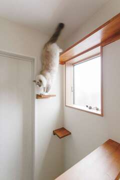 2階廊下には猫ちゃん用のステップを設け、自由に遊べる空間に。アパート暮らしでの運動不足も解消できそう