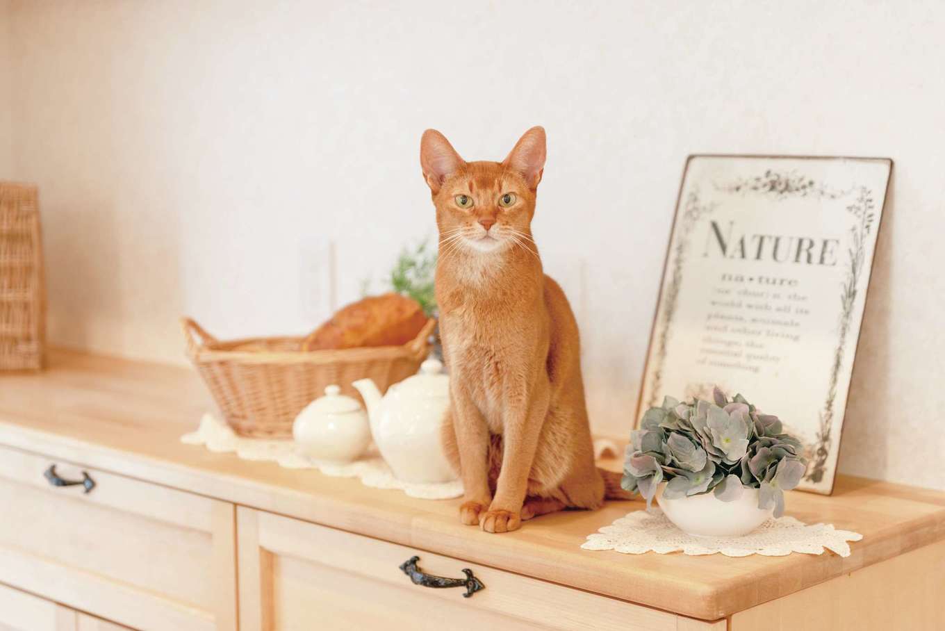 ハートホーム【自然素材、ペット、インテリア】猫と暮らす