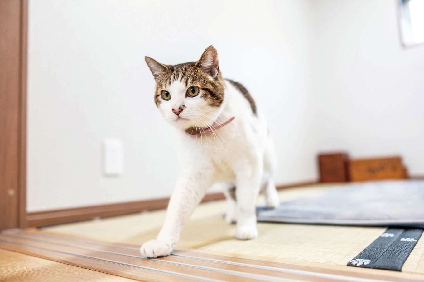臼幸産業｜畳の縁は遊び心がある猫の肉球柄に