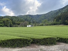 静岡で建てる木造注文住宅のヒント！木の家で、心地よく暮らすにはのイメージ