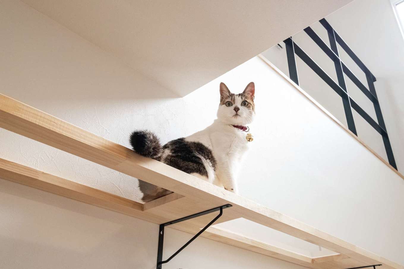 アフターホーム【省エネ、間取り、ペット】造作のキャットウォーク。透明のアクリル板を使用しており、下から愛猫の肉球を眺められるのがポイント