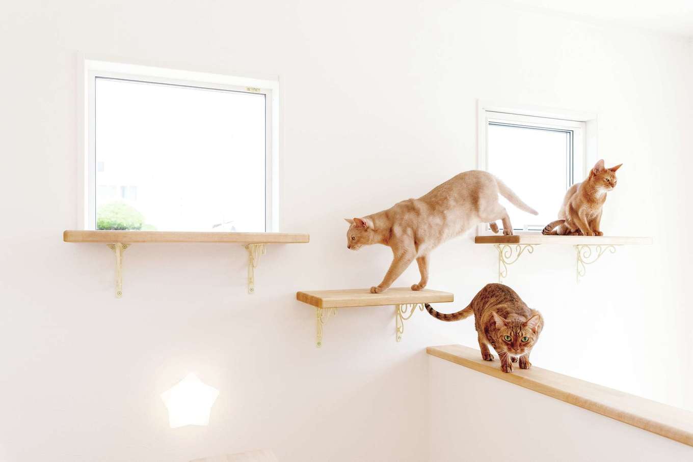 ハートホーム【自然素材、ペット、インテリア】猫のストレスを軽減するキャットウォーク