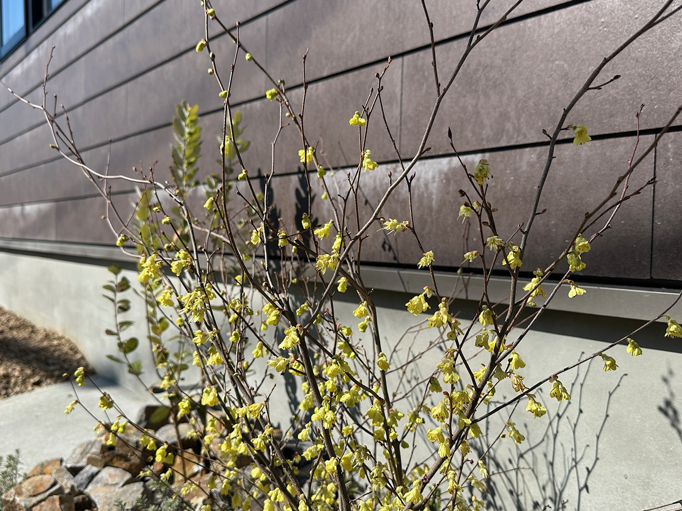 BASE.trip【デザイン住宅、間取り、インテリア】人と被らない錆茶色のSOLIDO