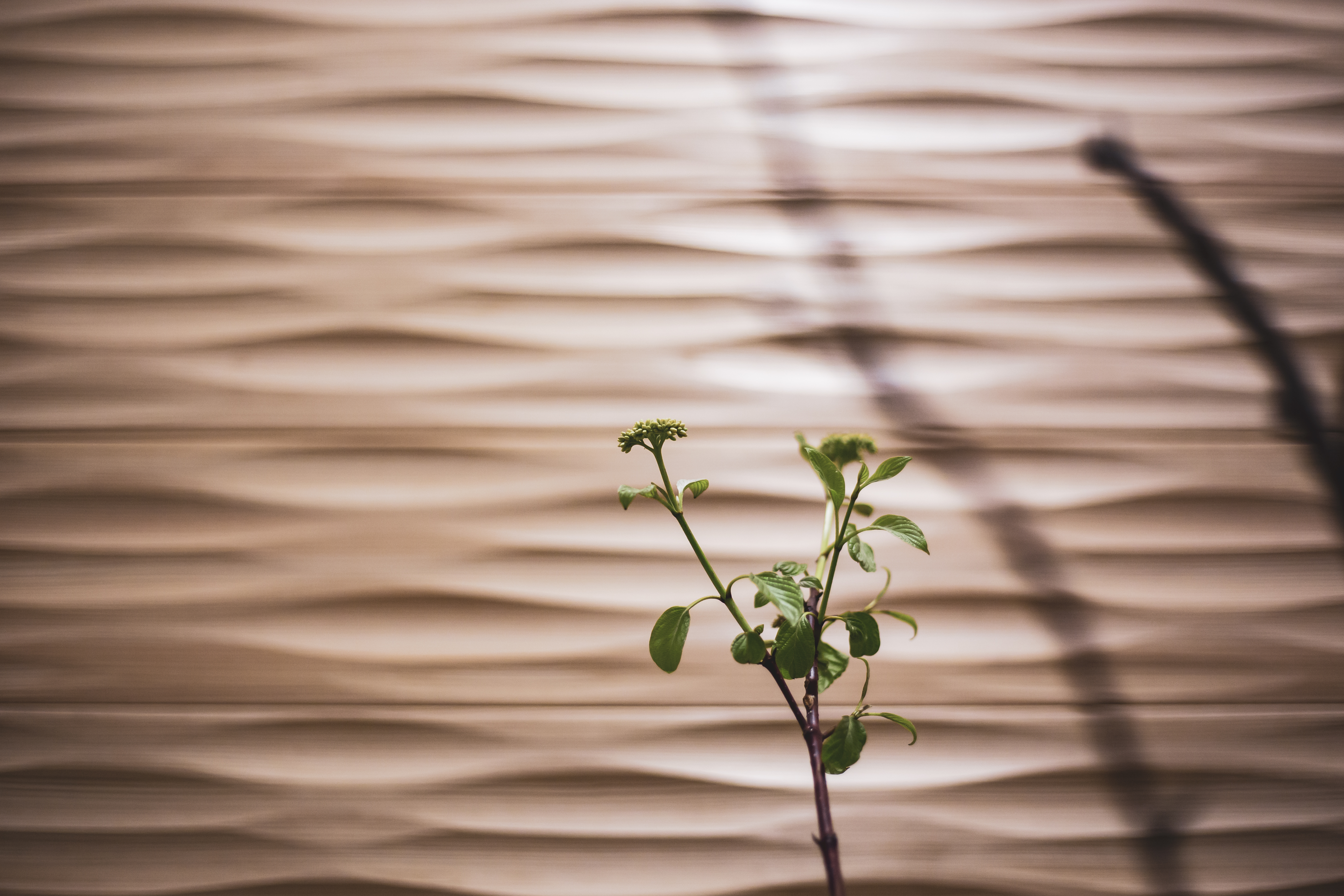 トヨタウッドユーホーム｜板の間。表面をウェーブ加工した無垢の杉板を壁面に設え、シンプルになりがちな空間のアクセントに。