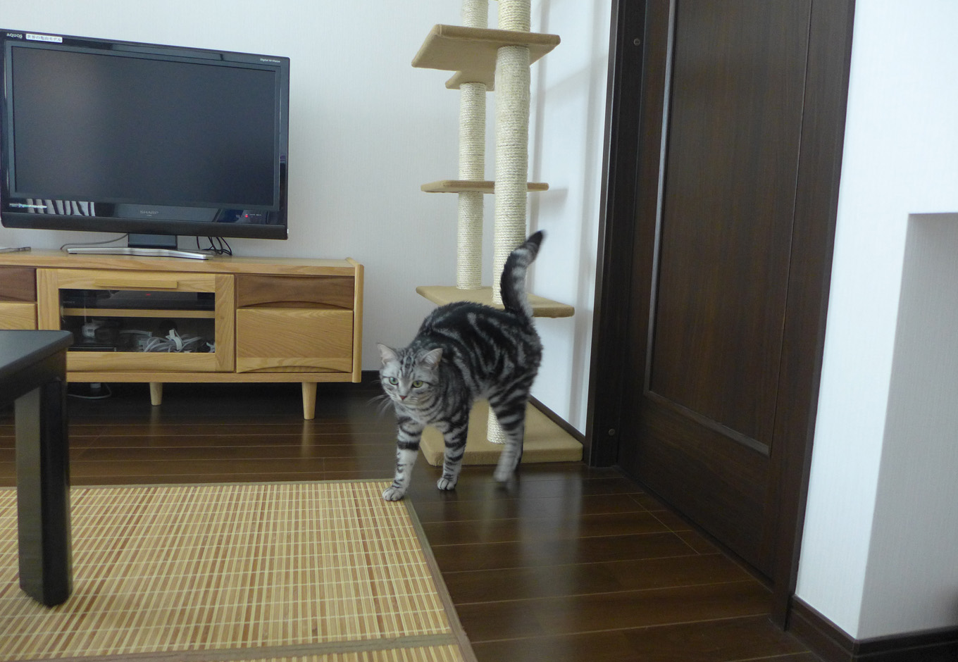建築システム（狭小住宅専門店）【二世帯住宅、ペット、ガレージ】高い所から降りてきてそろそろご飯をおねだりする時間