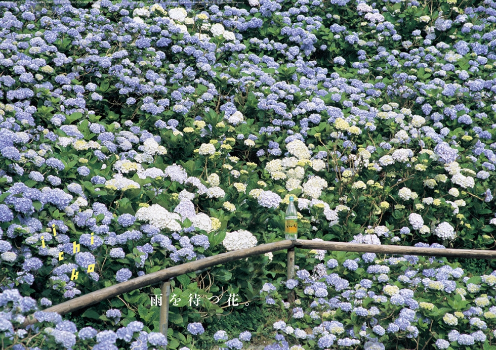 雨を待つ花。