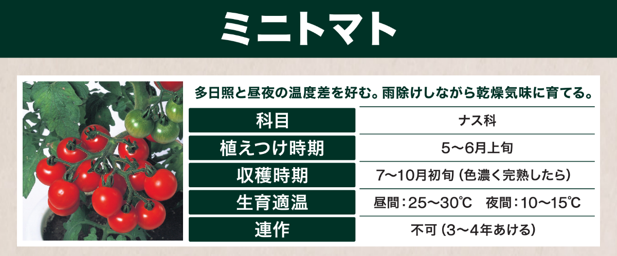 野菜を育てよう～ミニトマトの育て方～ ｜ 島忠 確認用店舗