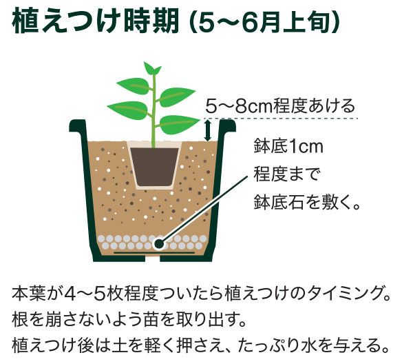 野菜を育てよう～ナスの育て方～ ｜ 島忠 確認用店舗